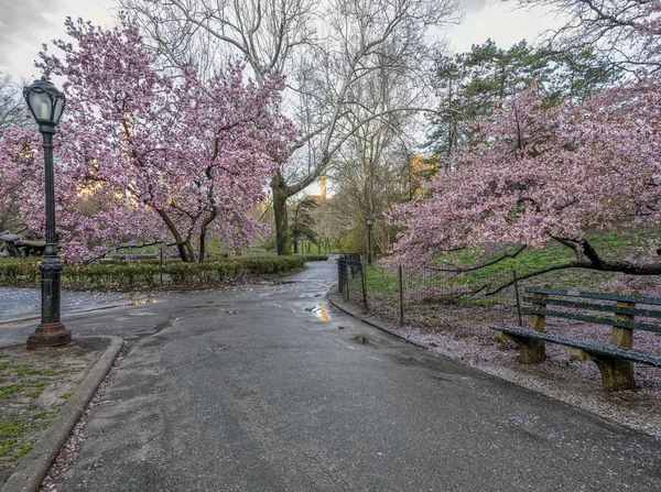 Central Park Μανχάταν Νέα Υόρκη Την Άνοιξη — Φωτογραφία Αρχείου