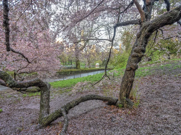 Central Park Manhattan Nova Iorque Primavera — Fotografia de Stock