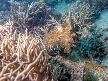 Sepiida düzenin mürekkep balığı. sınıf Cephalopoda, kalamar, ahtapot ve nautiluses de içeren