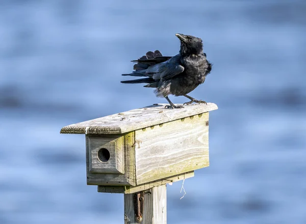 Amsel Turdus Merula Ist Eine Echte Drosselart Sie Wird Auch — Stockfoto