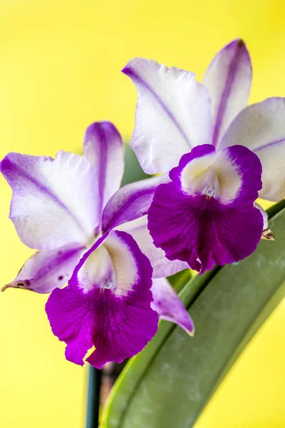 Cattleya Género Orquídeas Originarias Costa Rica América Del Sur — Foto de Stock