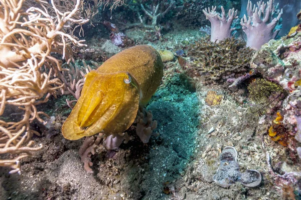 Sepia Orden Sepiida Clase Cephalopoda Que También Incluye Calamares Pulpos — Foto de Stock