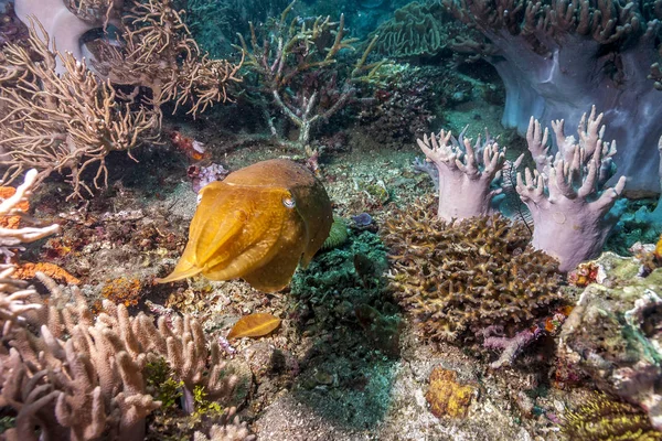 Seppie Dell Ordine Sepiida Classe Cefalopodi Che Comprende Anche Calamari — Foto Stock