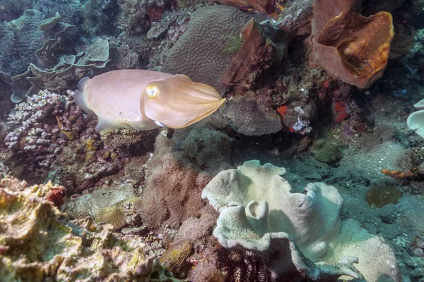 Sepiida Düzenin Mürekkep Balığı Sınıf Cephalopoda Kalamar Ahtapot Nautiluses Içeren — Stok fotoğraf