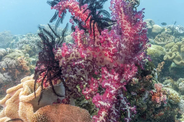 Coral Garden Caribbean Dendronephthya Isoft Corals Família Nephtheidae — Fotografia de Stock