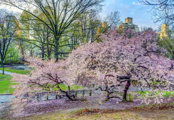 Central Park Manhattan New York City Jaře — Stock fotografie