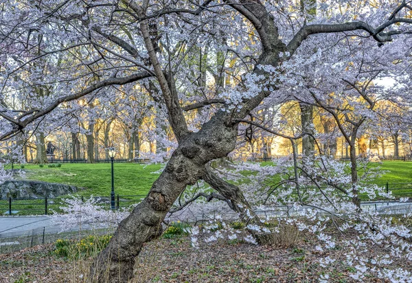 Central Park Manhattan New York Primavera — Foto Stock