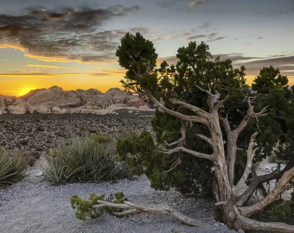 Área Nacional Conservación Del Cañón Red Rock Nevada — Foto de Stock