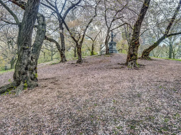 Central Park Manhattan New York City Spring — Stock Photo, Image