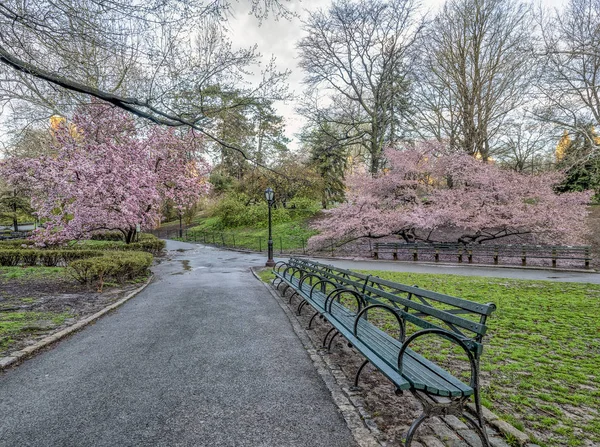 Central Park Manhattan New York City Het Voorjaar — Stockfoto