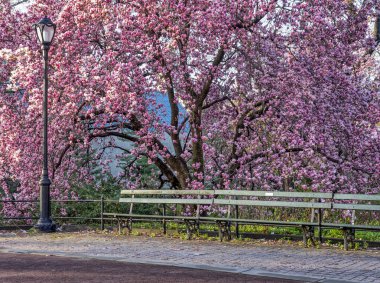 Magnolia soulangeana,saucer magnolia is a hybrid plant in the genus Magnolia and family Magnoliaceae clipart