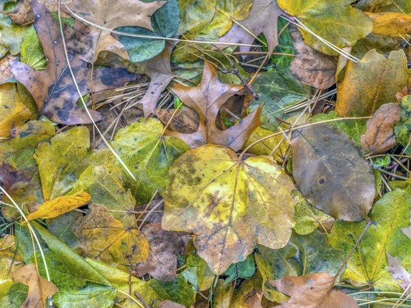 Autumn Listowie Piętro Lasu Central Park — Zdjęcie stockowe