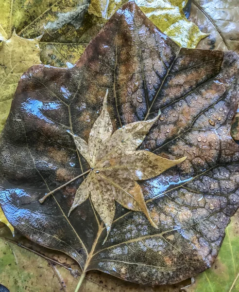 Folhas Outono Chão Floresta — Fotografia de Stock