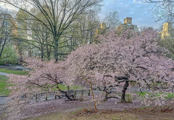 Central Park Manhattan Nueva York Primavera — Foto de Stock