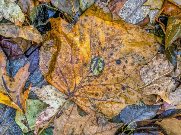 Folhas Outono Chão Floresta Central Park — Fotografia de Stock