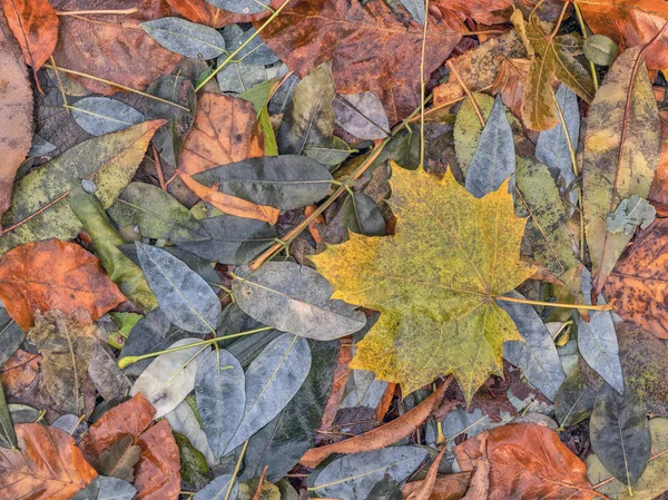 Осенние Листья Лесной Подстилке Центрального Парка — стоковое фото