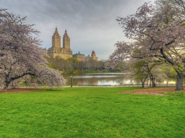 Central Park, kiraz ağaçları çiçek ile bahar Manhattan, New York City