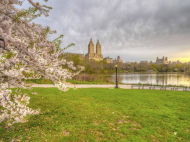 Central Park, kiraz ağaçları çiçek ile bahar Manhattan, New York City