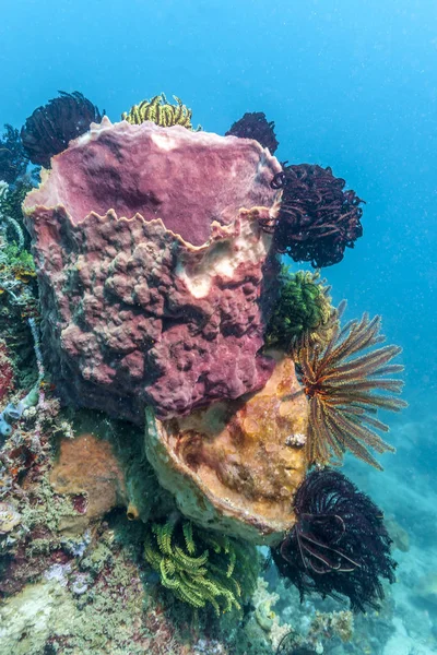 Coral Reef Partján Bali Indonézia — Stock Fotó