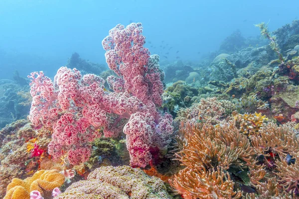 Dendronephthya Ett Släkte Mjuka Koraller Familjen Nephtheidae — Stockfoto