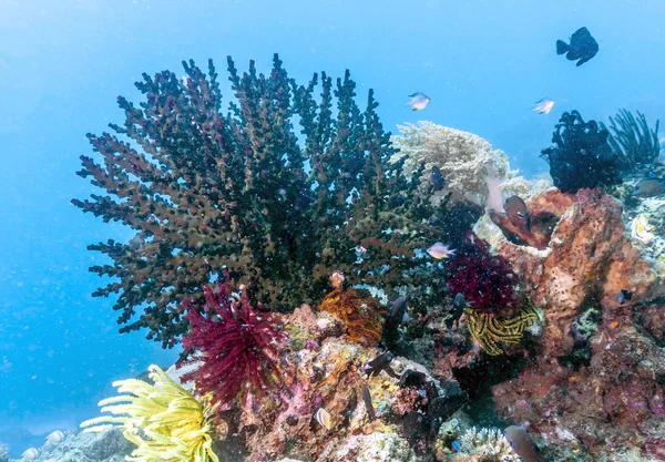 Coral Reef Wybrzeżu Bali Indonezja — Zdjęcie stockowe