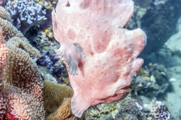 Frogfishi Een Straalvinnige Vissensoort Uit Familie Van Zeebaarzen Antennariidae — Stockfoto