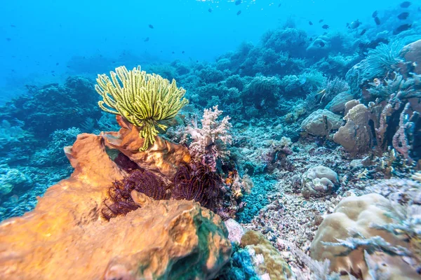 Coral Garden Wybrzeżu Bali — Zdjęcie stockowe