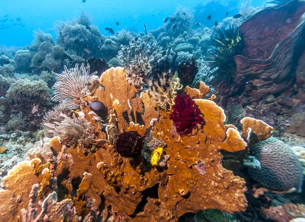 Coral Garden Wybrzeżu Bali — Zdjęcie stockowe