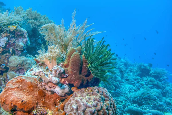 Korallengarten Vor Der Küste Von Bali — Stockfoto