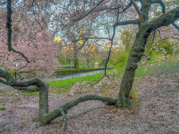 Central Park Manhattan Nova Iorque Primavera — Fotografia de Stock