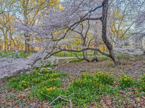 Central Park Manhattan New York Baharda — Stok fotoğraf