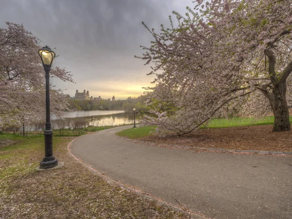 Central Park Manhattan New York City Våren Med Körsbärsträd Blom — Stockfoto