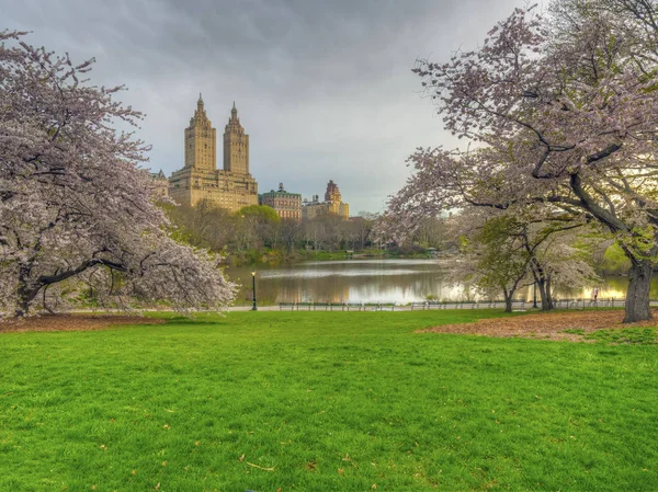 Central Park Manhattan New York Printemps Avec Des Cerisiers Fleurs — Photo