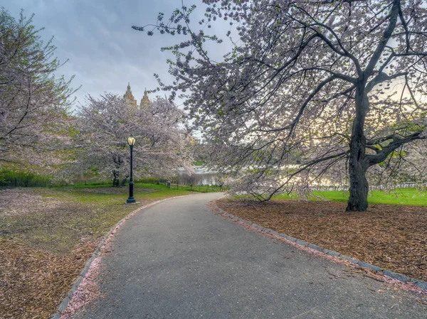 Central Park Manhattan New York City Våren Med Körsbärsträd Blom — Stockfoto