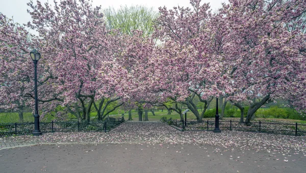 Central Park Manhattan New York City Jaře — Stock fotografie