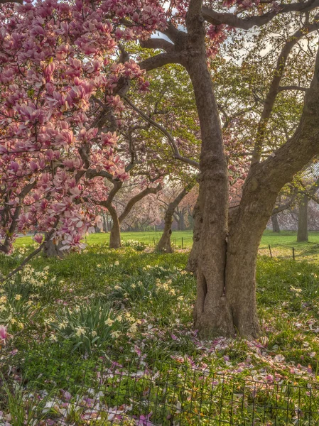 Central Park Manhattan New York Baharda — Stok fotoğraf