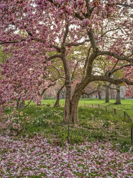 Central Park Manhattan Nowy Jork Wiosną — Zdjęcie stockowe