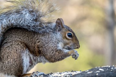 Sciurus carolinensis, ya da Doğu gri sincap ya da gri sincap 