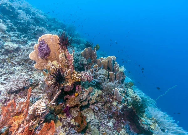 印度尼西亚巴厘岛海岸外的珊瑚礁 — 图库照片