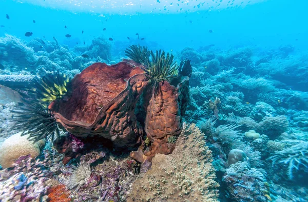 Korall Rev Utanför Kusten Bali Indonesien — Stockfoto