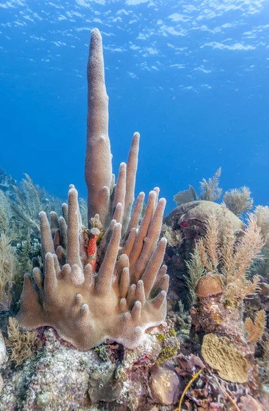 Récif Corallien Large Des Côtes Roatan Honduras — Photo