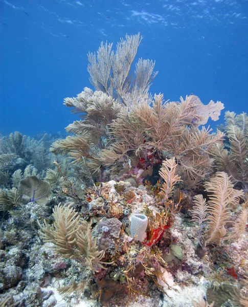 ホンジュラス ロアタン島の海岸沖のサンゴ礁 — ストック写真