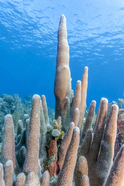 Arrecife Coral Frente Costa Roatán Honduras — Foto de Stock