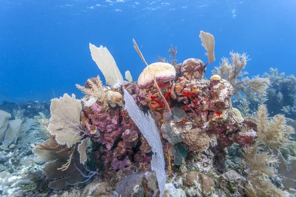 洪都拉斯罗阿坦海岸外的珊瑚礁 — 图库照片