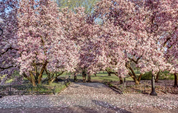 Central Park Manhattan Nowy Jork Wiosną — Zdjęcie stockowe