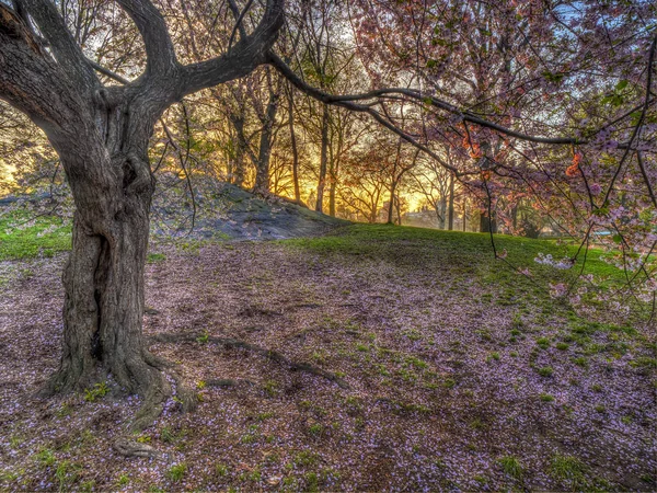 Central Park Manhattan Nueva York Primavera —  Fotos de Stock