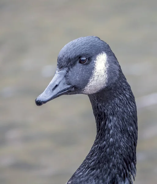 Canada Goose Branta Canadensis Large Wild Goose Species Black Head — Stock Photo, Image