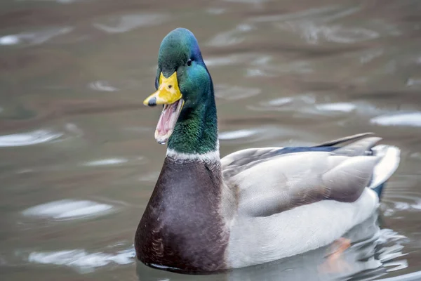 Mallard Anas Platyrhynchos Dabbling Duck — Stock Photo, Image