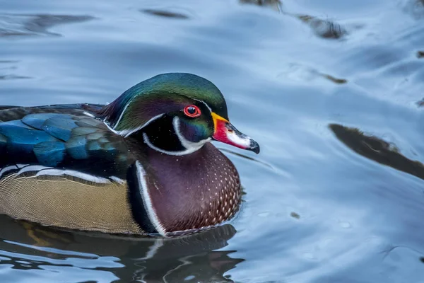 Wood Duck Carolina Duck Aix Sponsa Species Perching Duck Found — Stock Photo, Image