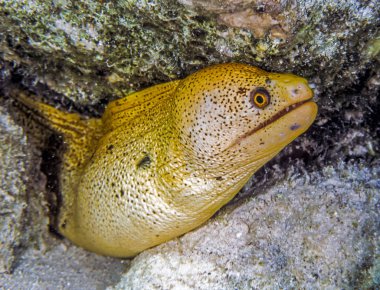 Gymnothorax miliaris, goldentail moray, piç yılan balığı, sarı kanarya Müren balığı veya conger moray, deniz balıkları Muraenidae ailesindeki familyasından bir. 